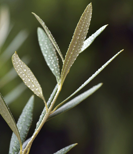 Olea europea
 	20% Oleuropein