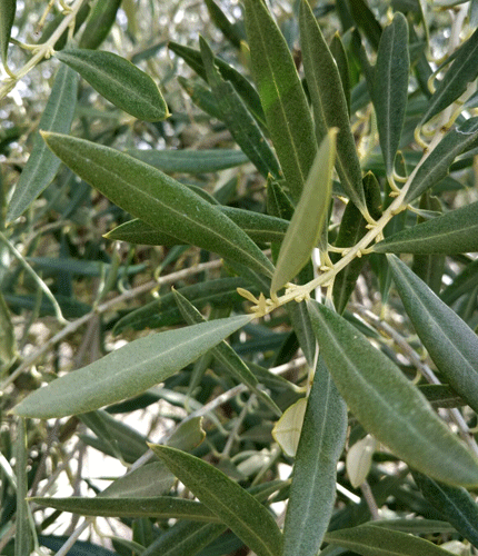 Olea europea
 	15% Hydroxytyrosol; 0.5% Flavonoids