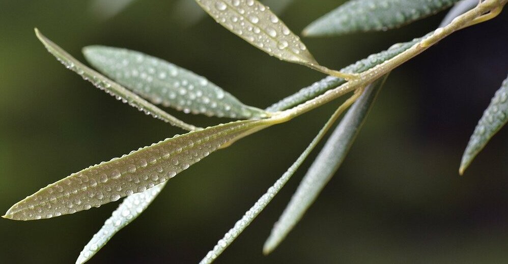 New olive leaf study shows extract helps halt viral lifecycle Get cold and flu symptoms under control with Olivactive and Isenolic