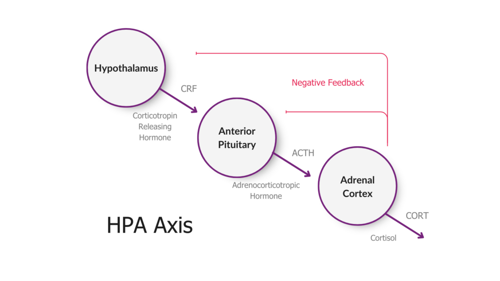 HPA Axis